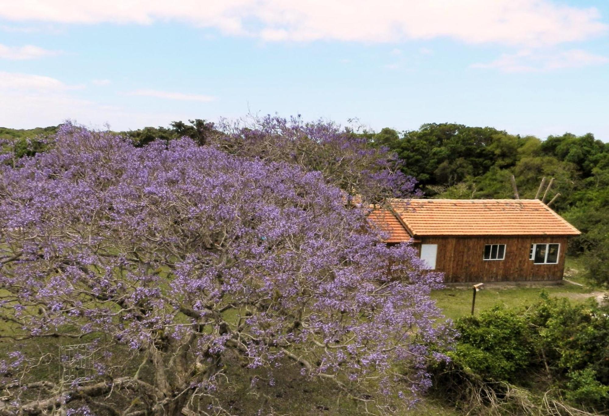 Tavares Aldeia Santuario Das Aves الغرفة الصورة