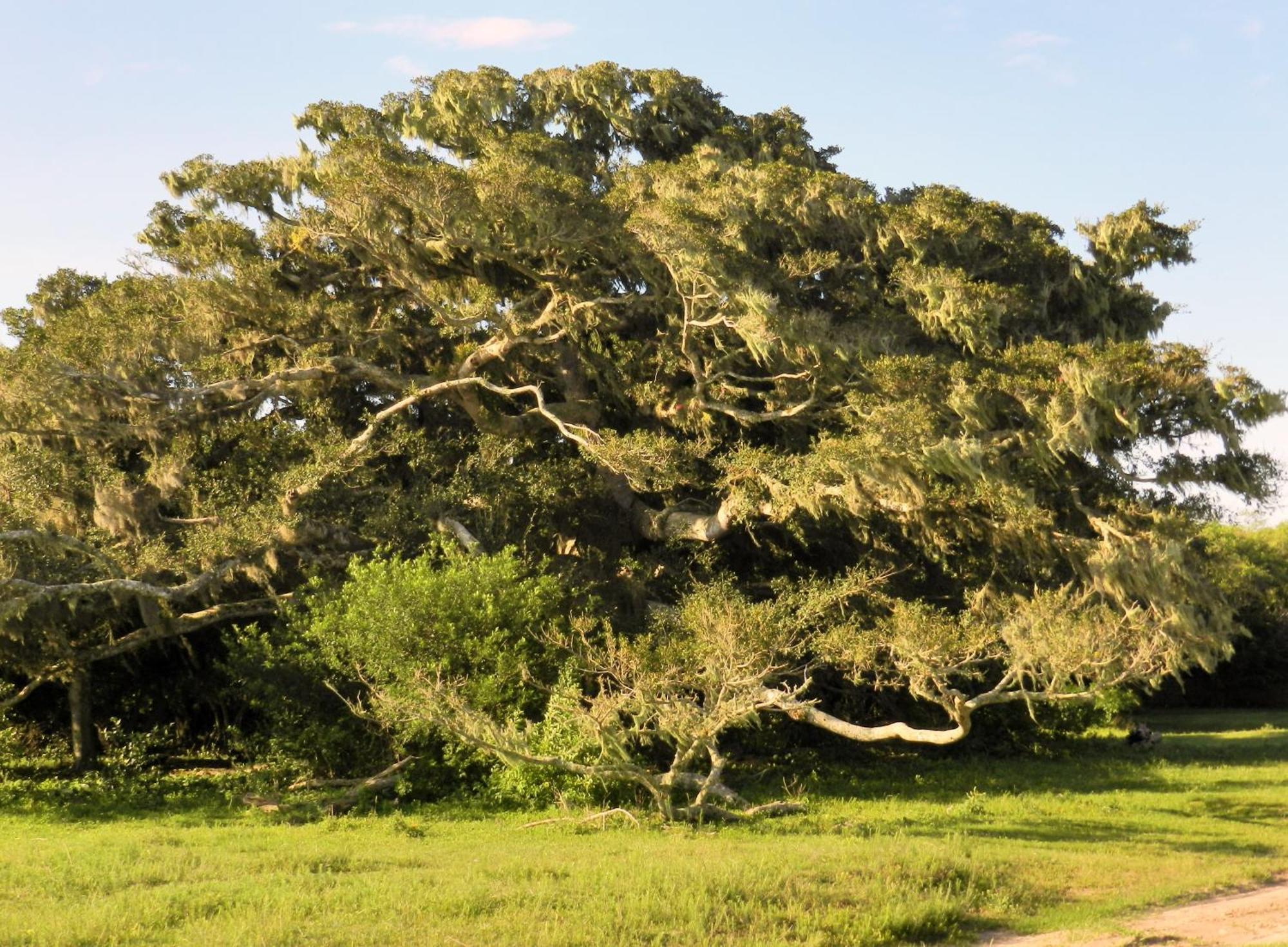 Tavares Aldeia Santuario Das Aves الغرفة الصورة