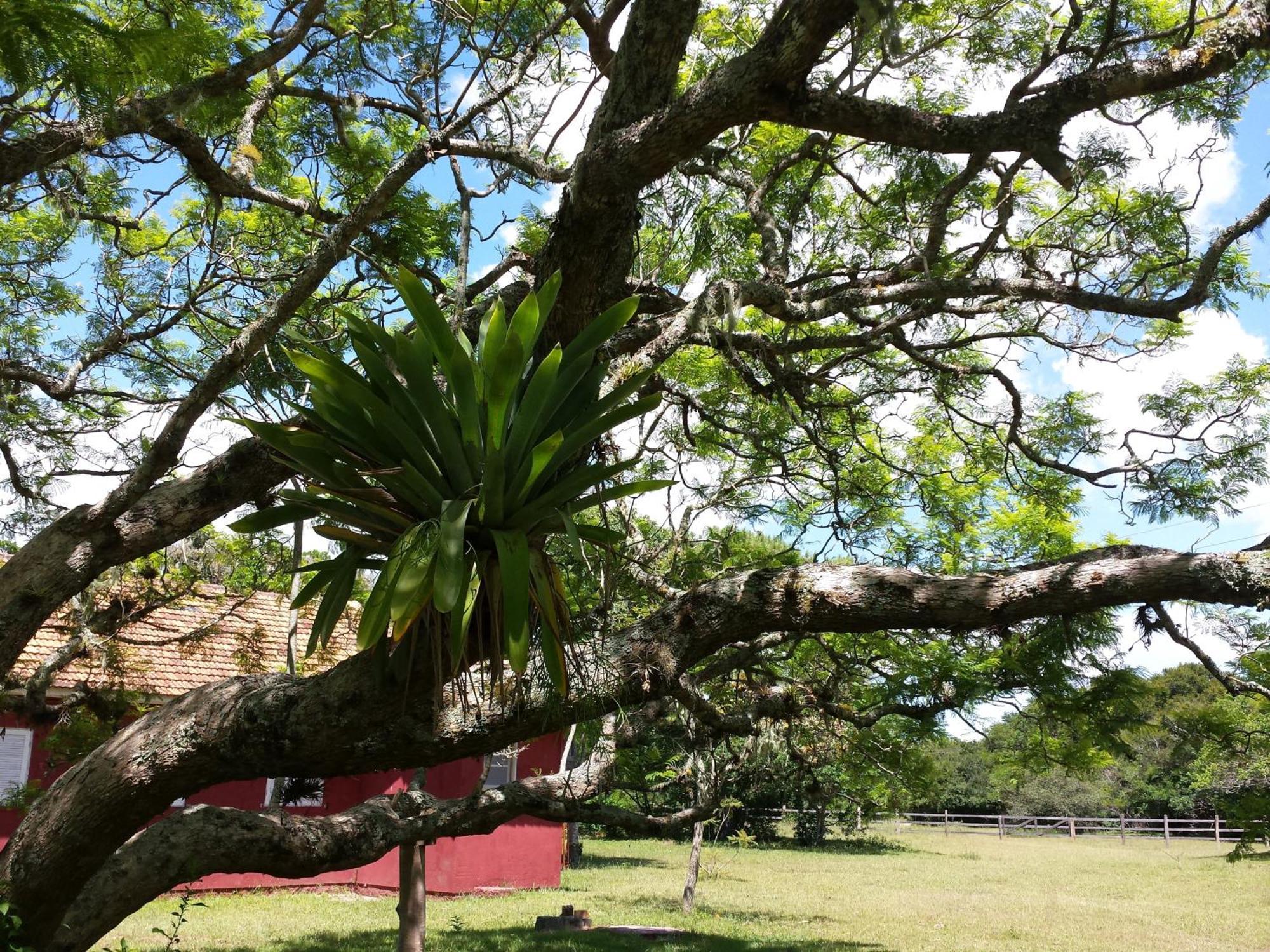 Tavares Aldeia Santuario Das Aves الغرفة الصورة