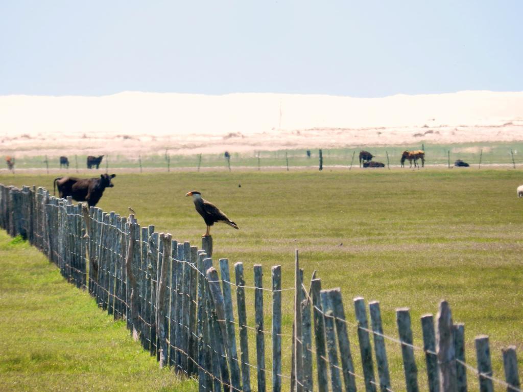 Tavares Aldeia Santuario Das Aves المظهر الخارجي الصورة